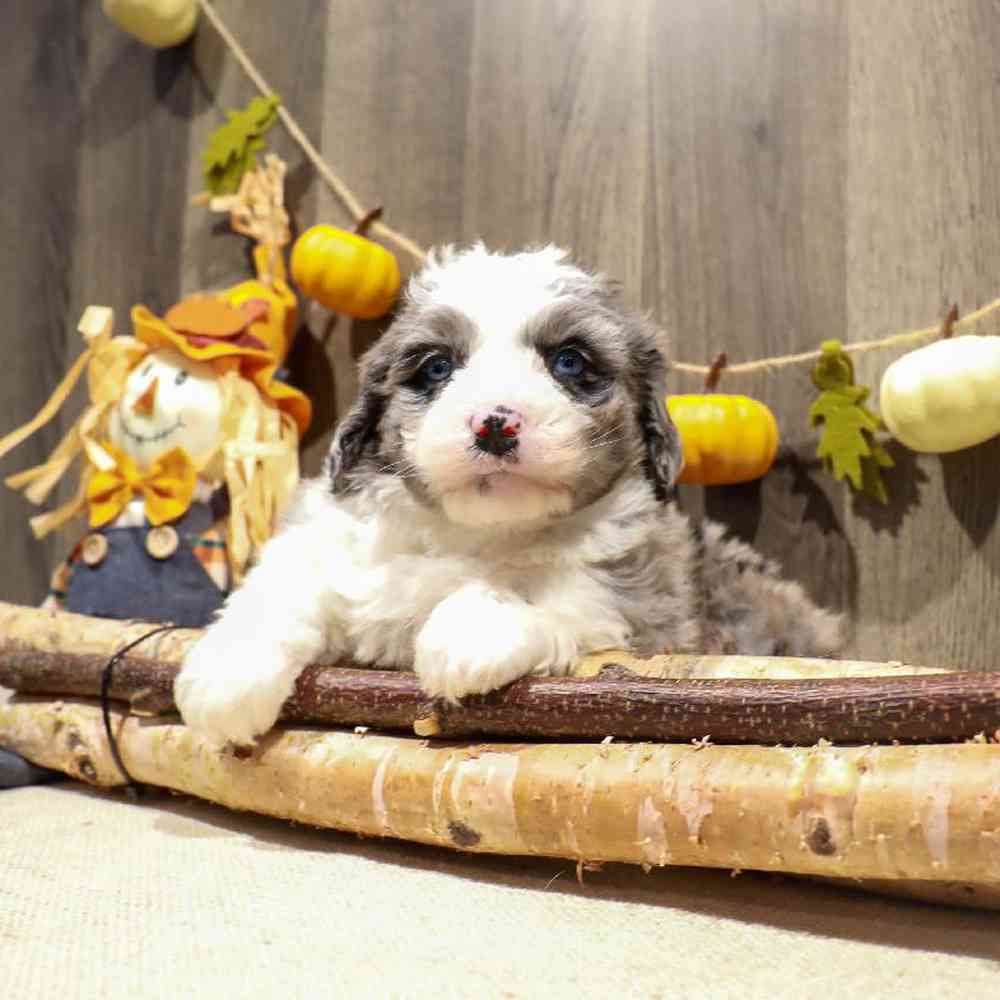 Male Mini Bernedoodle Puppy for Sale in West Point, IA
