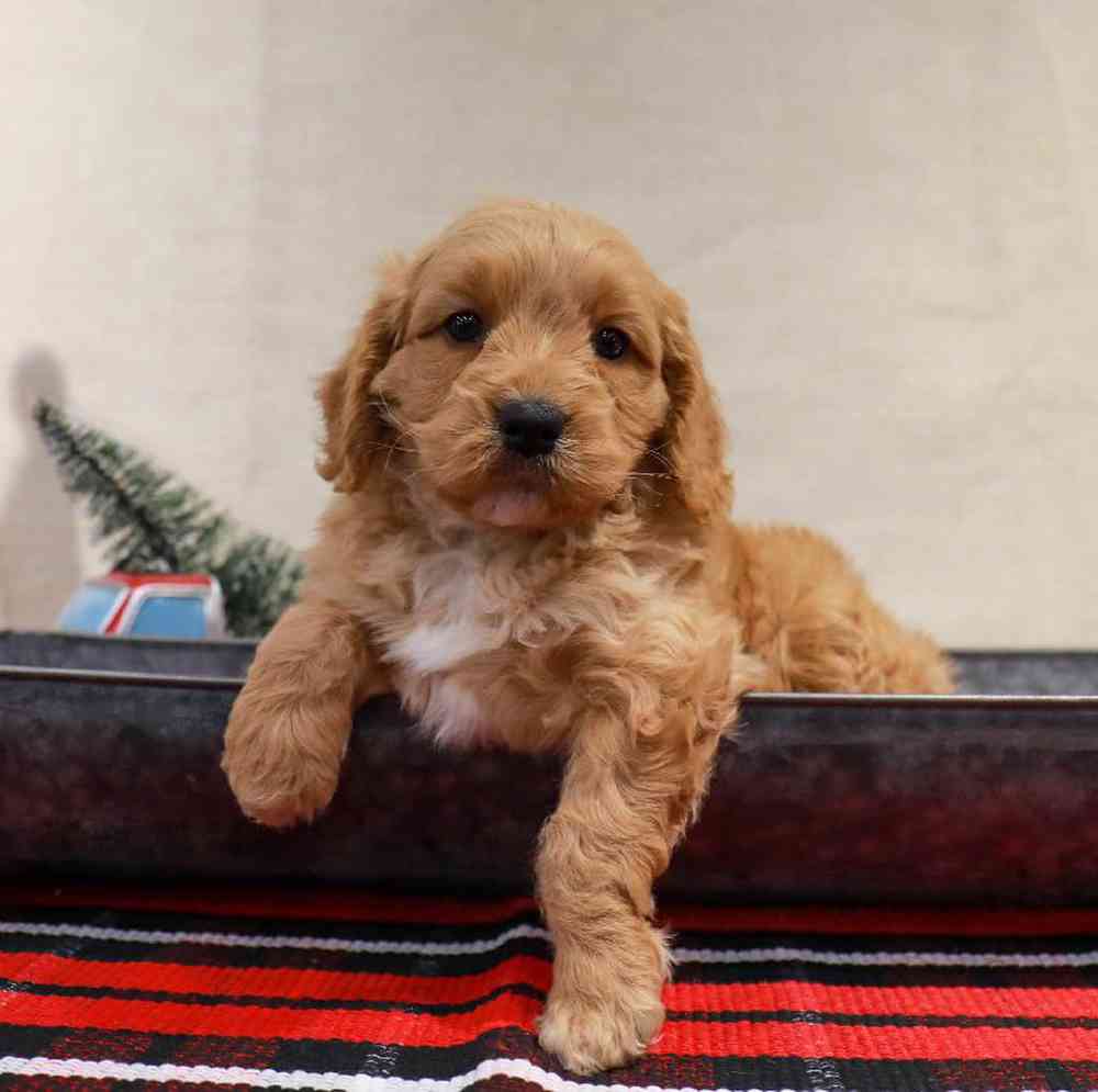 Male Mini Bernedoodle Puppy for Sale in West Point, IA